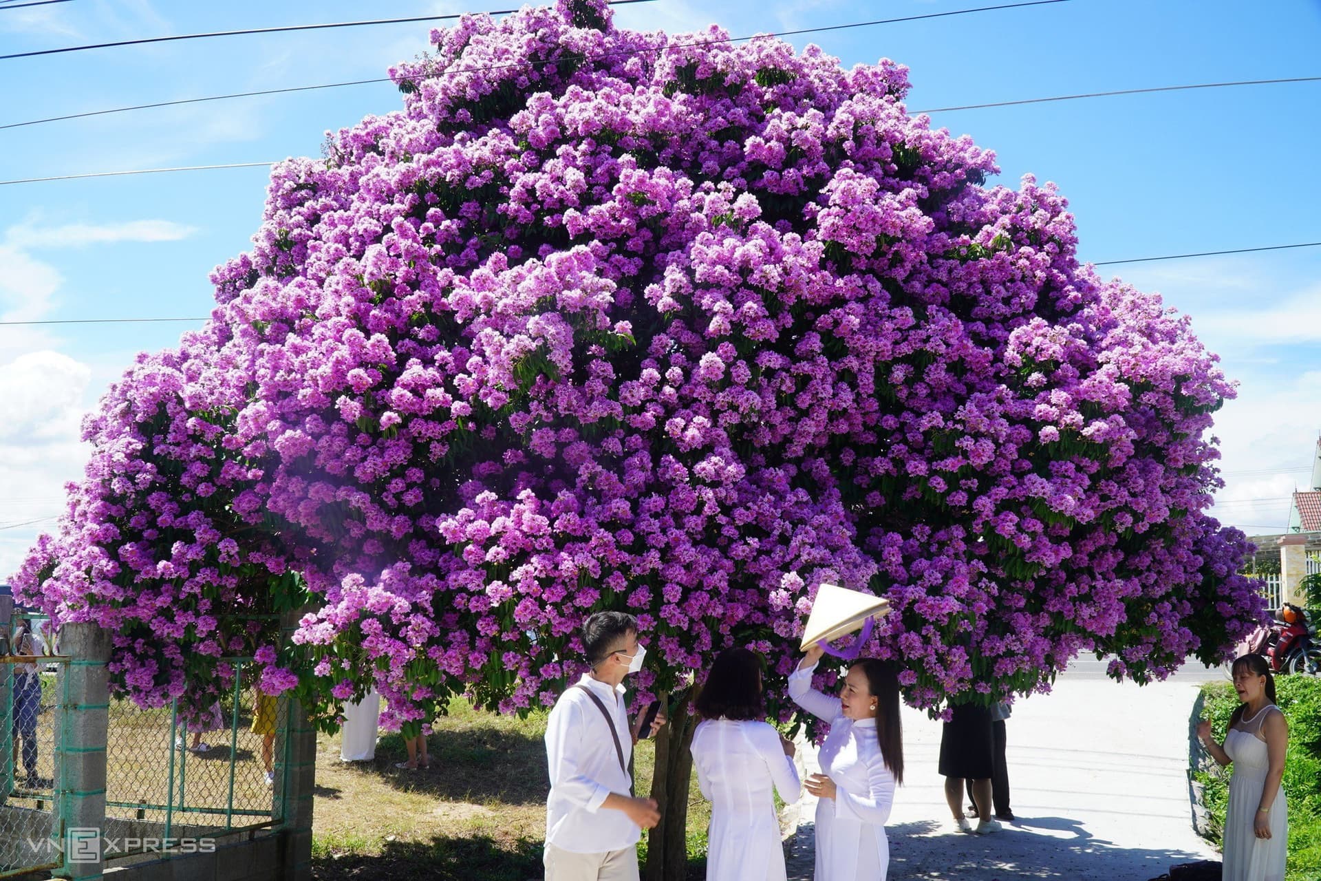 Mùa hoa bằng lăng