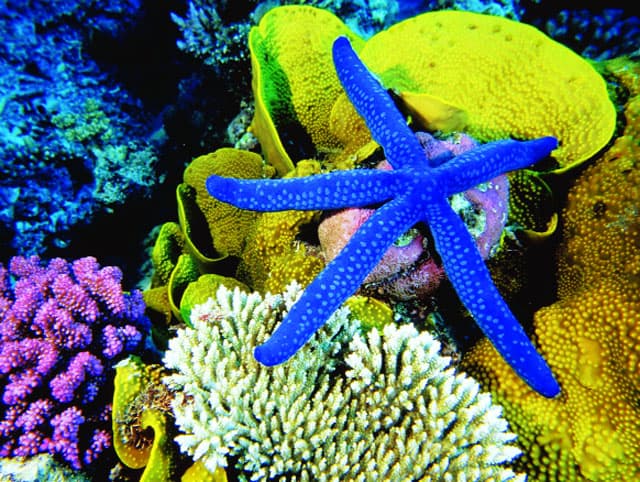 Đừng để nét đẹp rạn san hô trên biển Hòn Mun trở thành ký ức