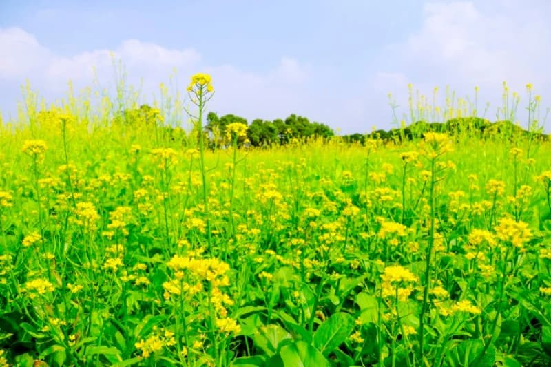 Mùa hoa cải cuối năm